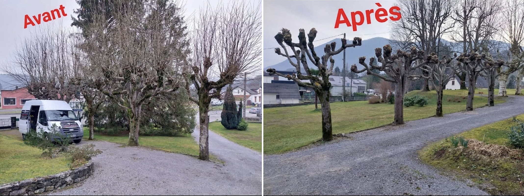 Taille et étêtage d'arbre